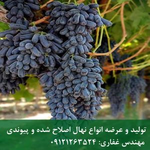 خرید انگور موندراپ