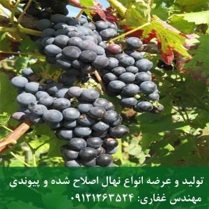 خرید انگور شانی