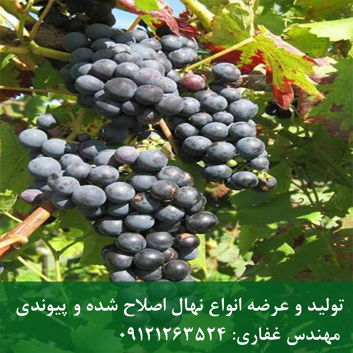 نهال انگور شانی خرید انگور شانی