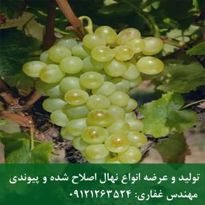 خرید انگور عسکری