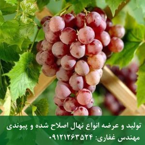 خرید انگور ترکمن