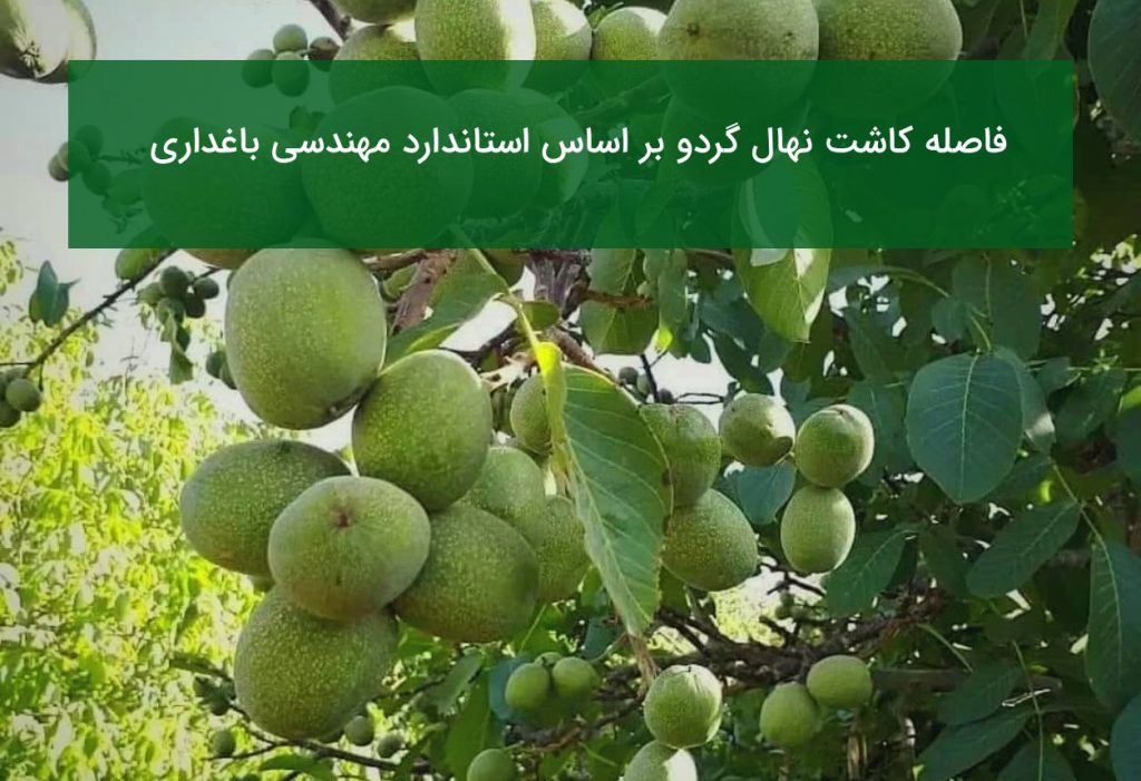 فاصله کاشت نهال گردو بر اساس استاندارد مهندسی باغداری