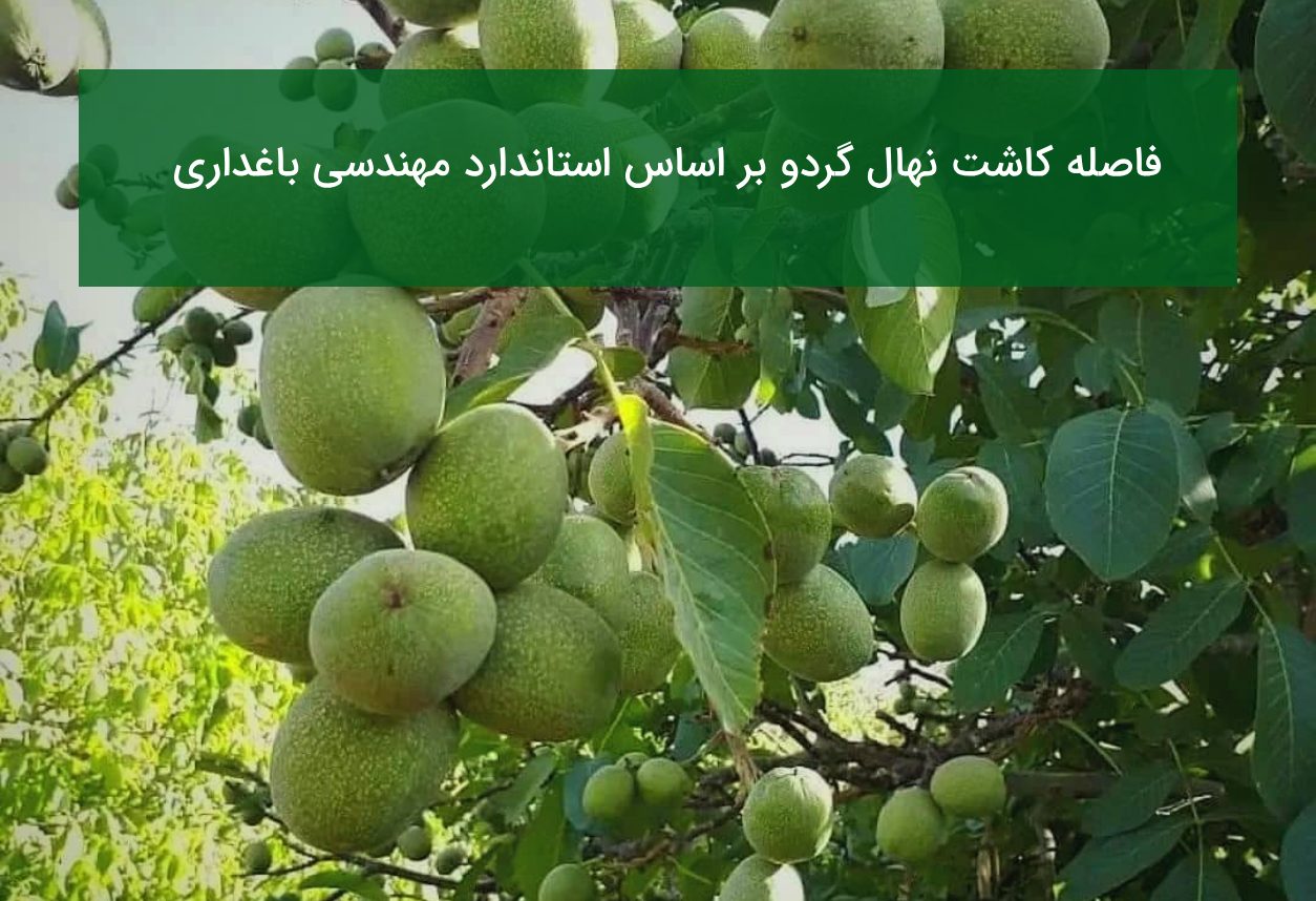 فاصله کاشت نهال گردو بر اساس استاندارد مهندسی باغداری