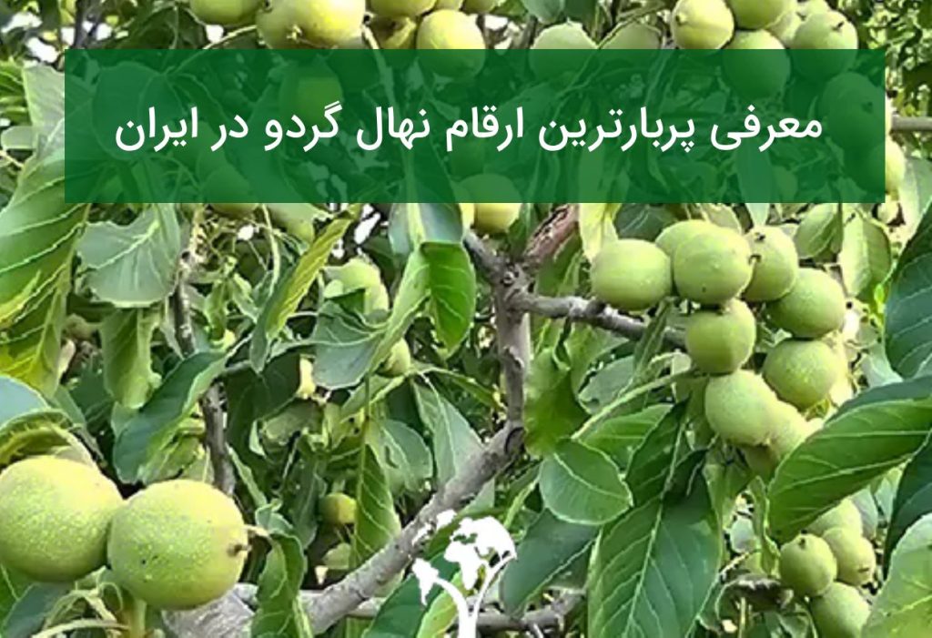 پربارترین ارقام نهال گردو در ایران