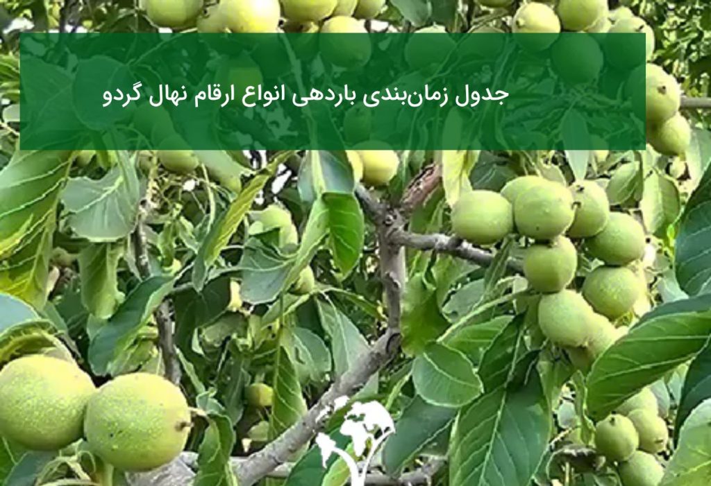 جدول زمان‌بندی باردهی انواع ارقام نهال گردو