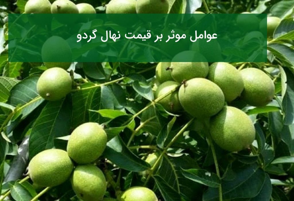 عوامل موثر بر قیمت نهال گردو
