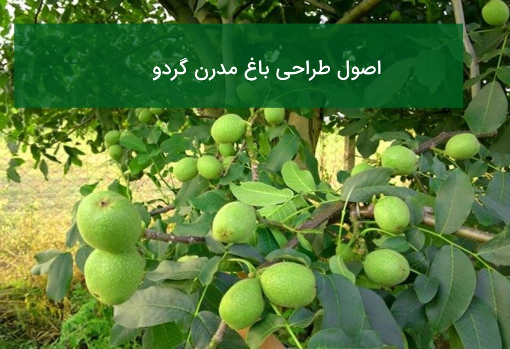اصول طراحی باغ مدرن گردو