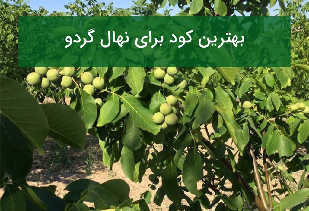 بهترین کود برای نهال گردو