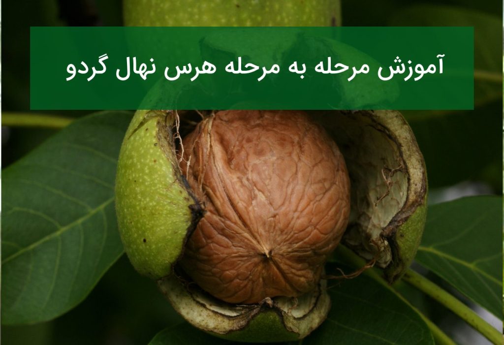 آموزش مرحله به مرحله هرس نهال گردو