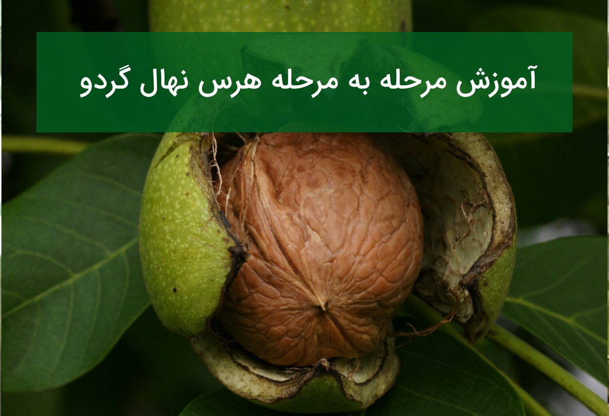 آموزش مرحله به مرحله هرس نهال گردو