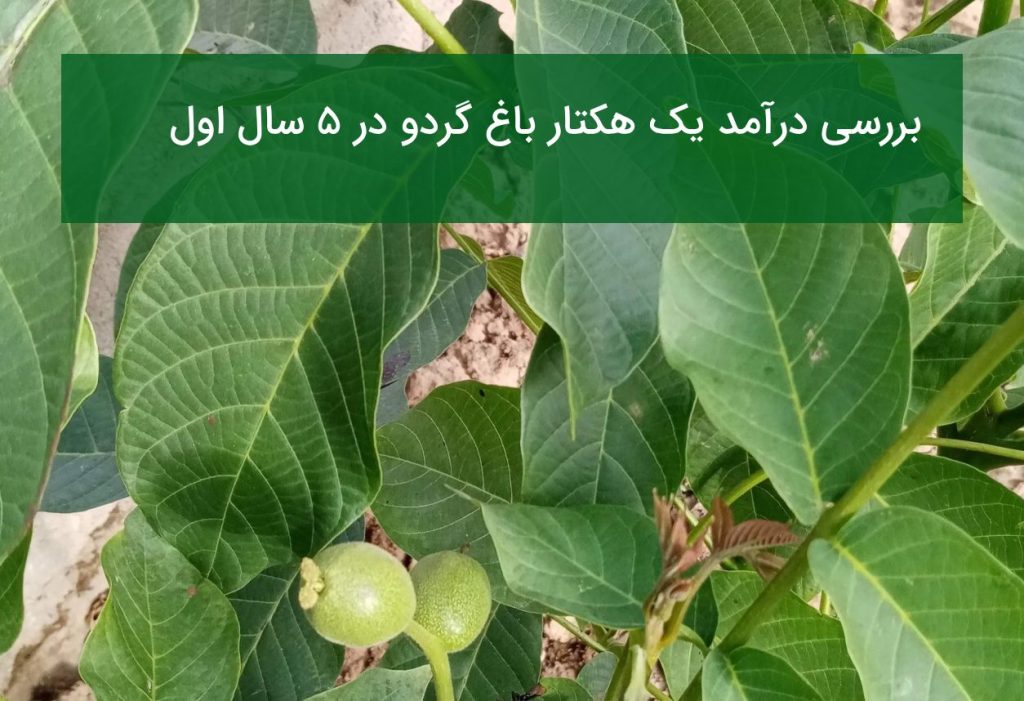بررسی درآمد یک هکتار باغ گردو در ۵ سال اول