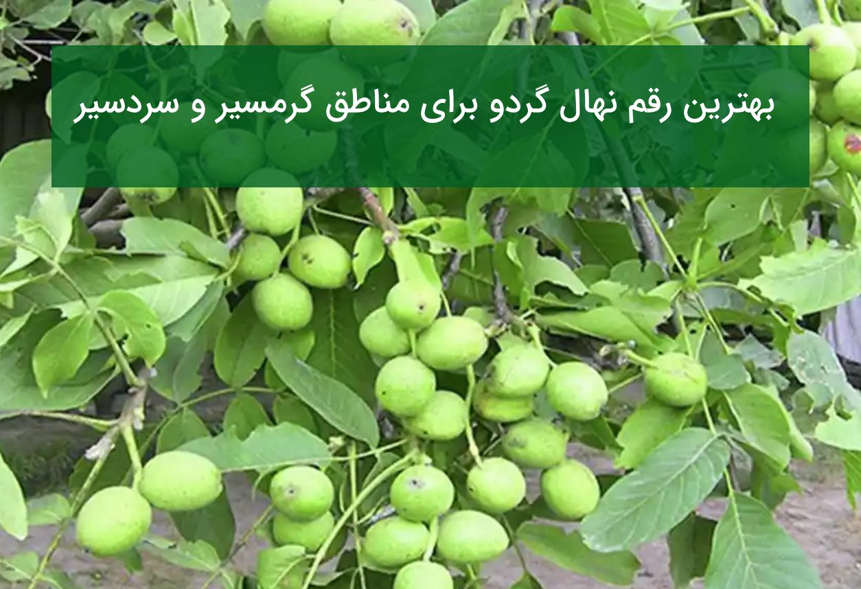 بهترین رقم نهال گردو برای مناطق سردسیر و گرمسیر