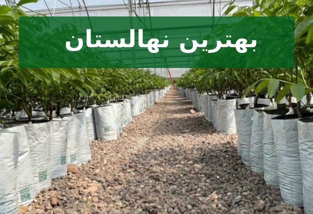 بهترین نهالستان