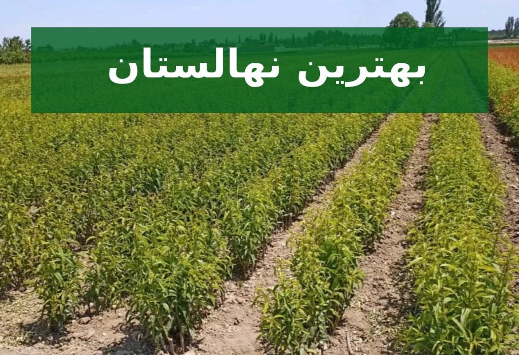 بهترین نهالستان