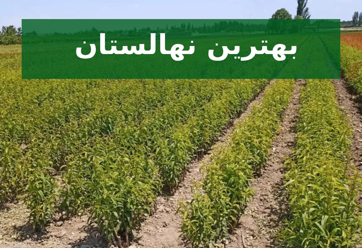 بهترین نهالستان