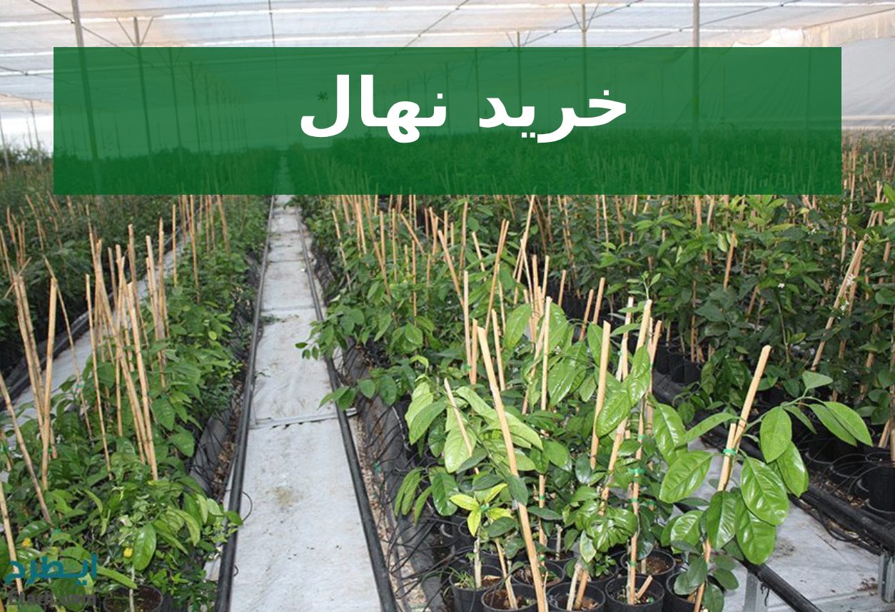 خرید نهال