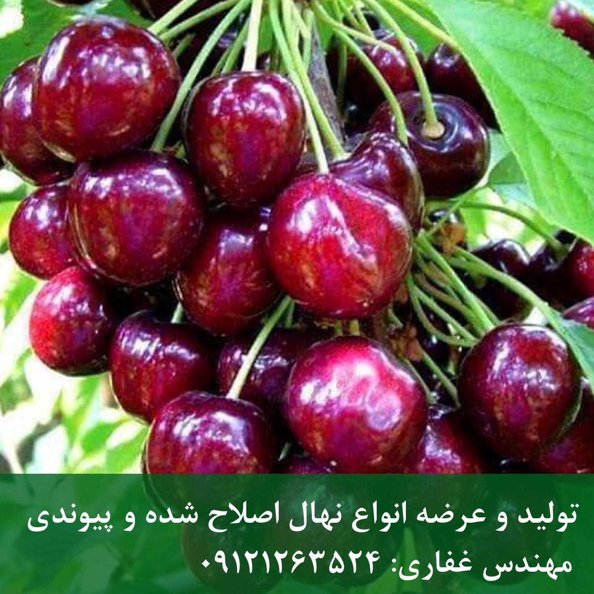 خرید نهال آلبالو مجاری + ارسال مستقیم نهالستان خرید نهال آلبالو مجاری