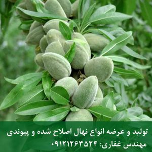خرید نهال بادام آذر