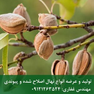 خرید نهال بادام اسکندر 09123205271