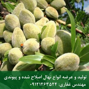 خرید نهال بادام تونو