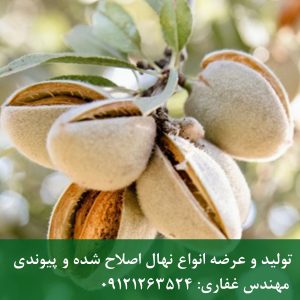 خرید نهال بادام حریر