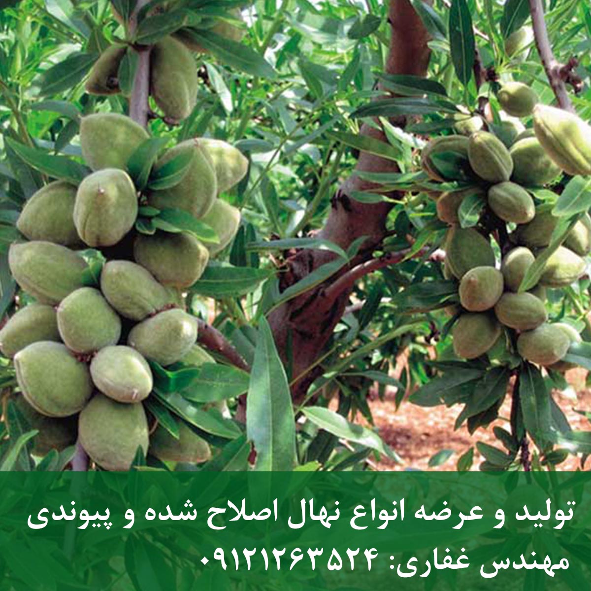 خرید نهال بادام دیرگل خرید نهال بادام دیرگل
