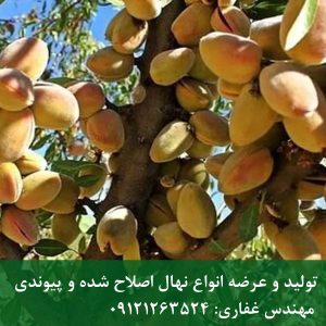 خرید نهال بادام رامسکا 