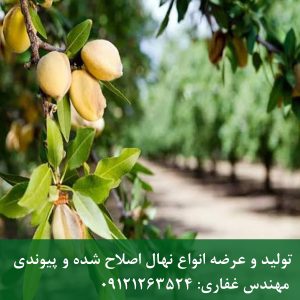 خرید نهال بادام سهند