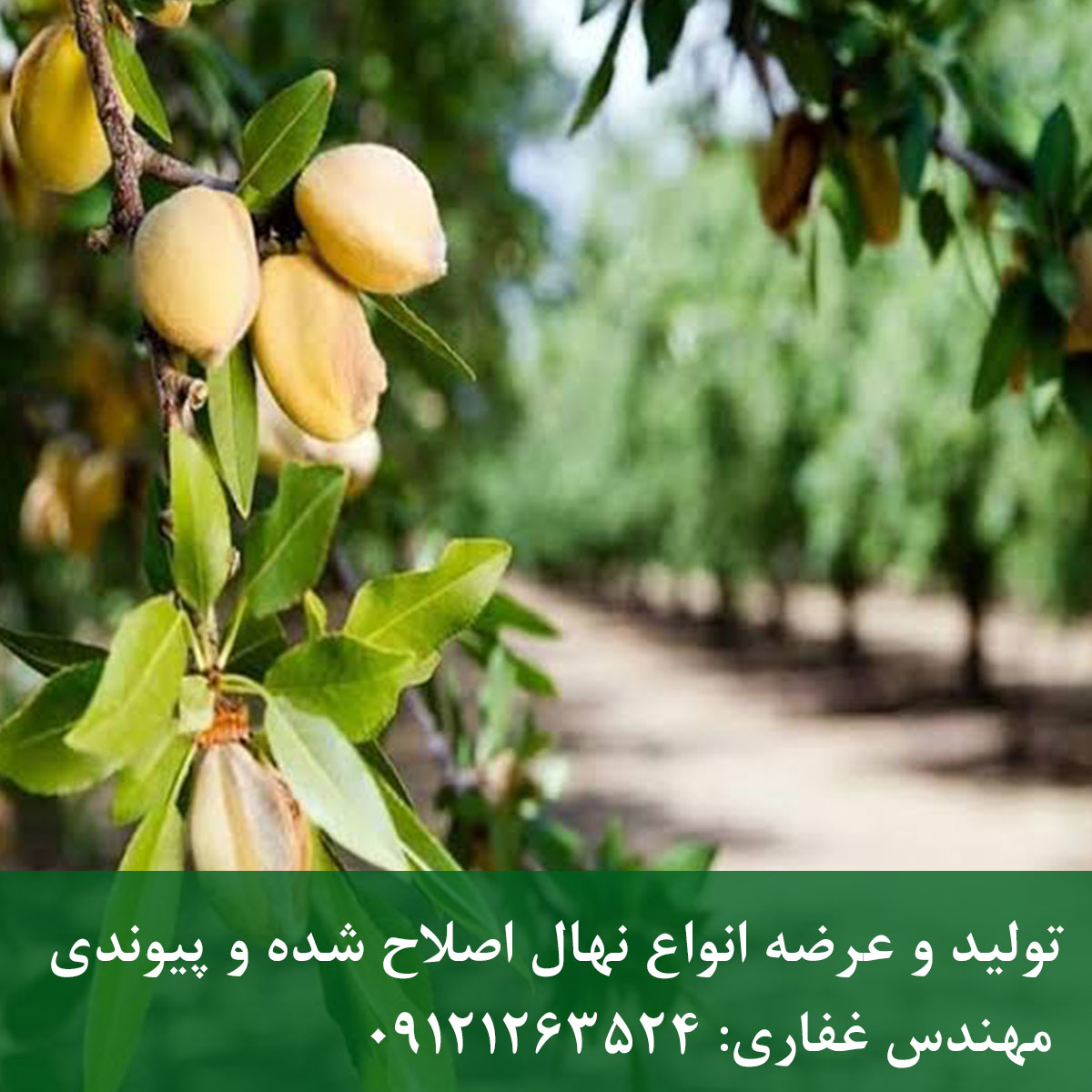 خرید نهال بادام سهند قیمت، کاشت و احداث باغ اقتصادی خرید نهال بادام سهند