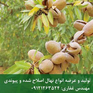 خرید نهال بادام شمشیری