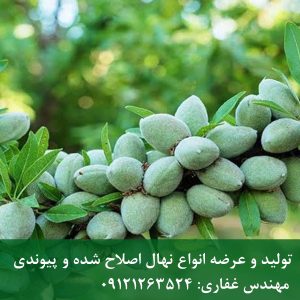 خرید نهال بادام شکوفه