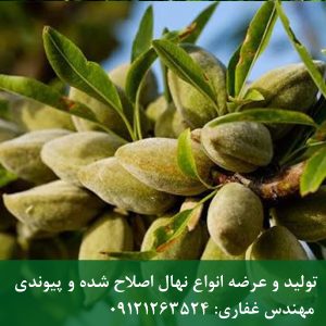 خرید نهال بادام فرانیس