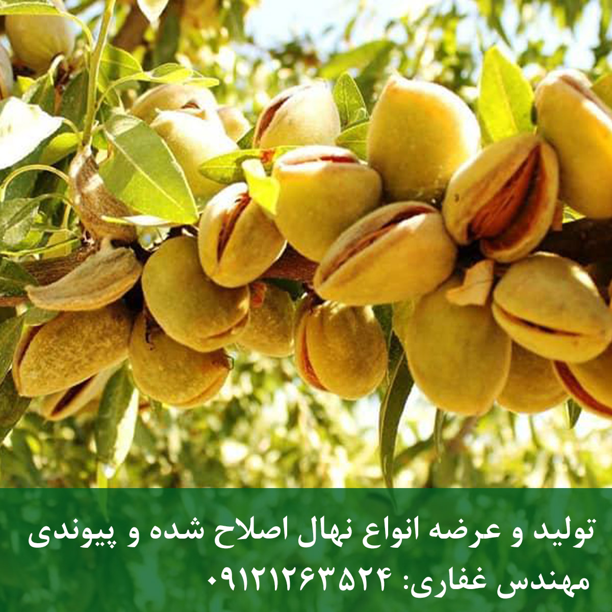 خرید نهال بادام مامایی مقاوم، پربار و دیرگل (2) خرید نهال بادام مامایی