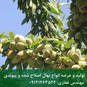 خرید نهال بادام پایه GF