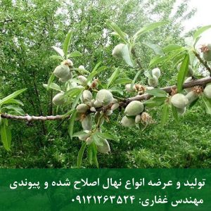خرید نهال بادام پایه جی ان