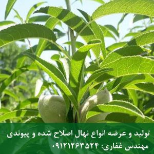 خرید نهال بادام پایه میروبالان