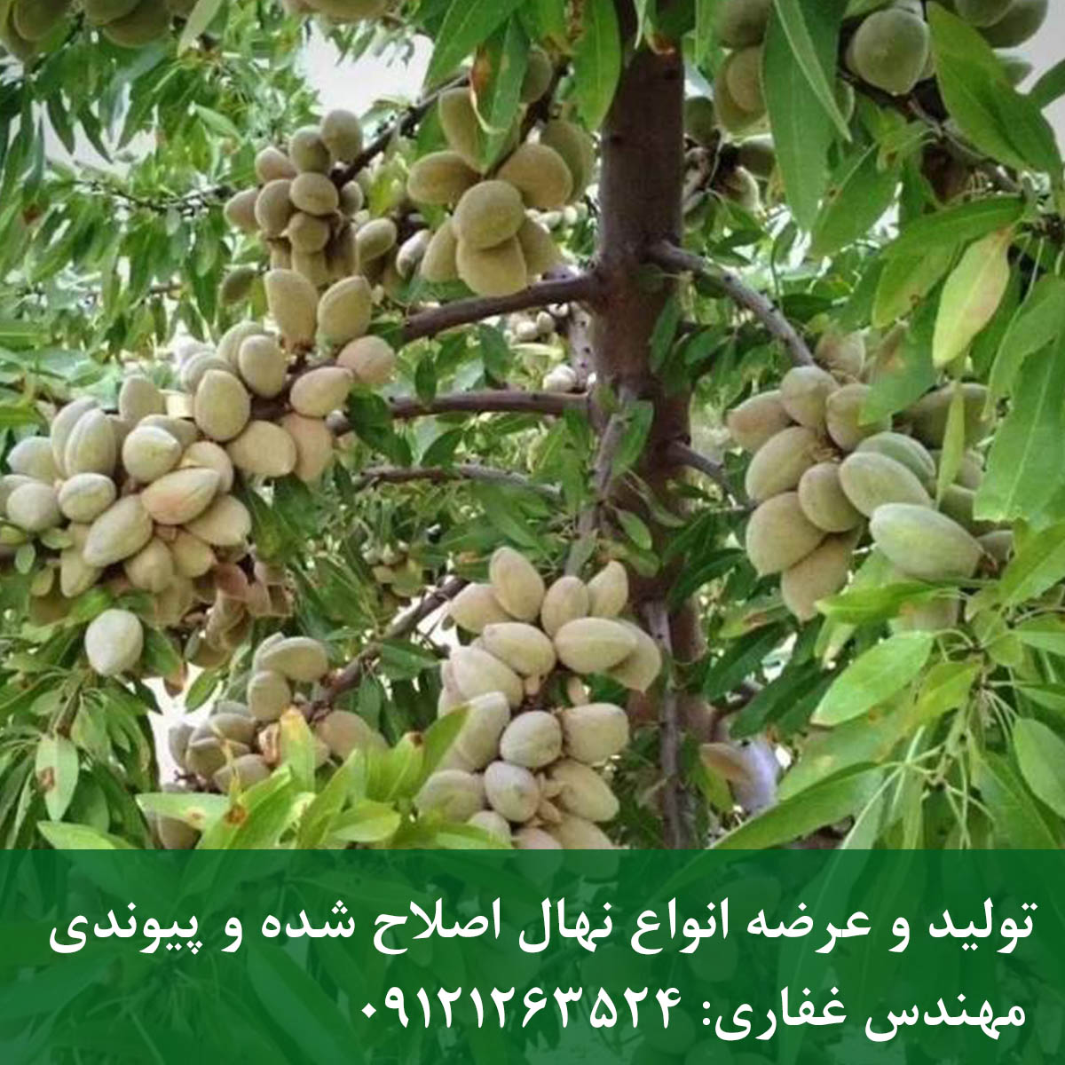 خرید نهال بادام کاغذی قیمت و احداث باغ تجاری خرید نهال بادام کاغذی