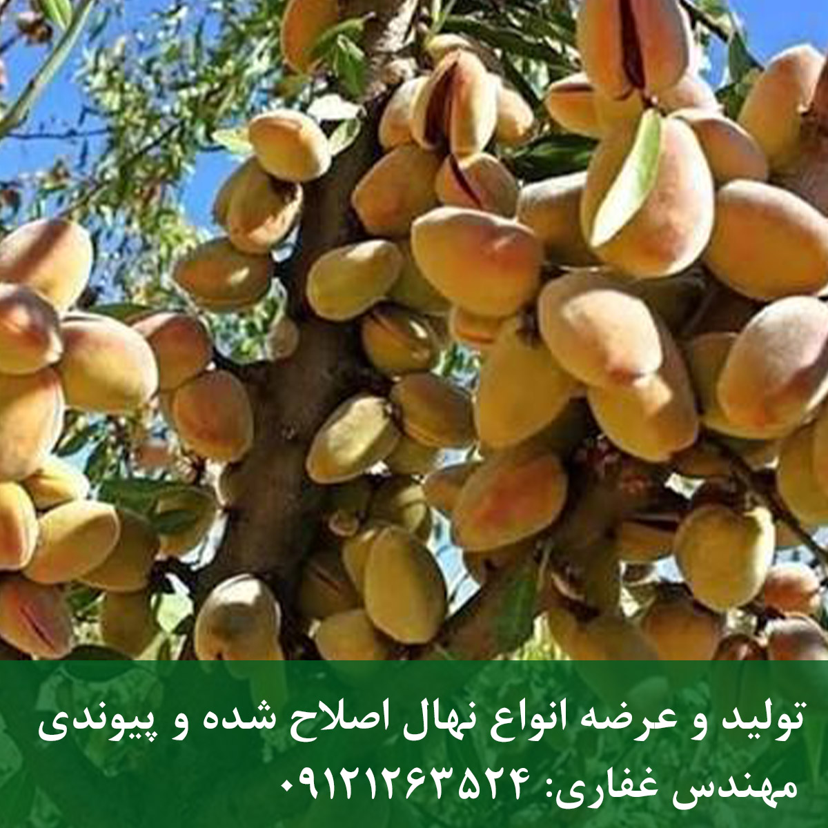 خرید نهال بادام یلدا راهنمای کامل انتخاب نهال پربازده و احداث باغ اقتصادی خرید نهال بادام یلدا