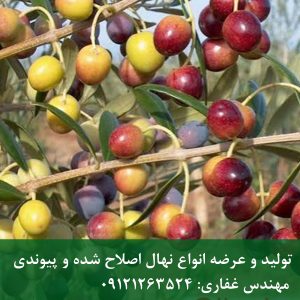 خرید نهال زیتون آربیکن