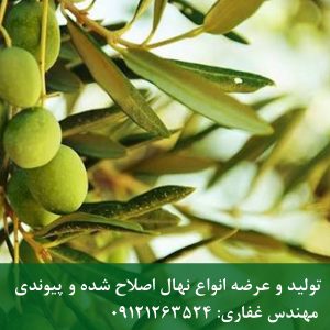 خرید نهال زیتون تخم کپکی