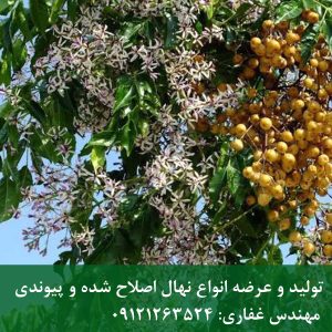 خرید نهال زیتون تلخ