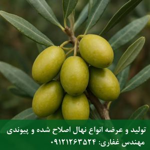 خرید نهال زیتون روغنی