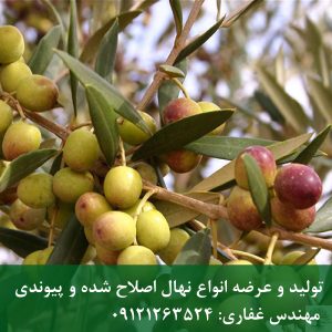 خرید نهال زیتون زرد