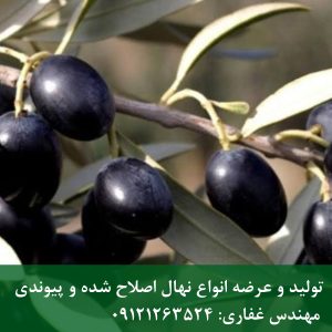 خرید نهال زیتون سیاه