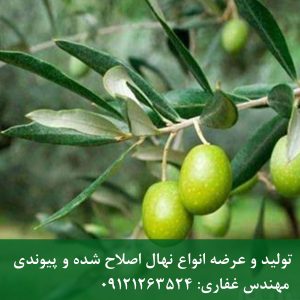 خرید نهال زیتون فیشمی 