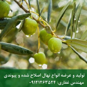 خرید نهال زیتون مانزالینا