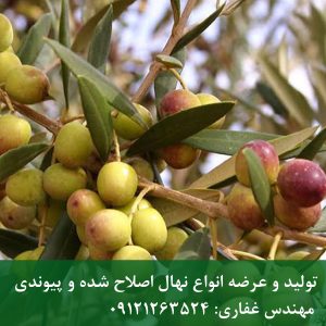 خرید نهال زیتون میشن