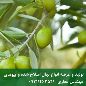خرید نهال زیتون نر