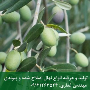 خرید نهال زیتون کرونایکی