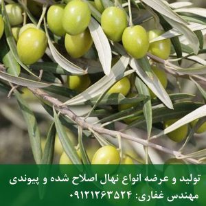 خرید نهال زیتون کنسروالیا
